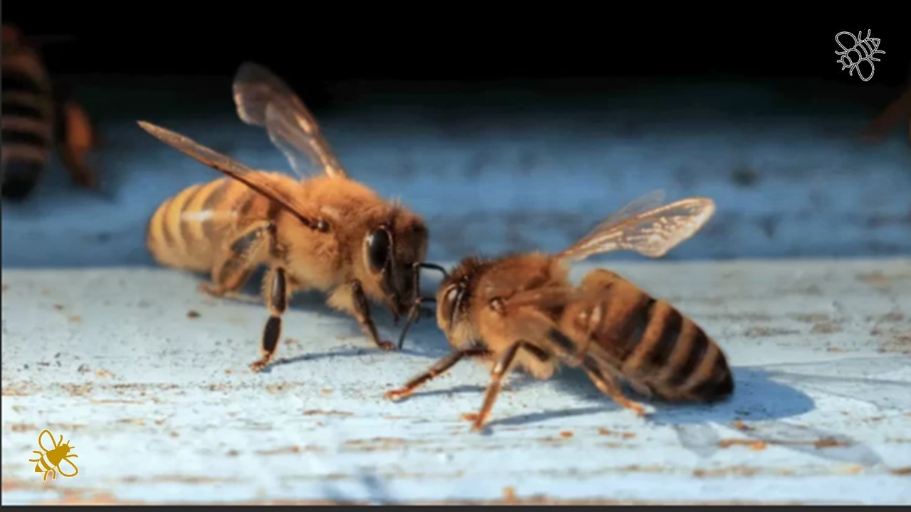 Abelhas a comunicar através de dança